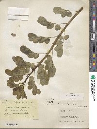 Senna pendula var. glabrata image