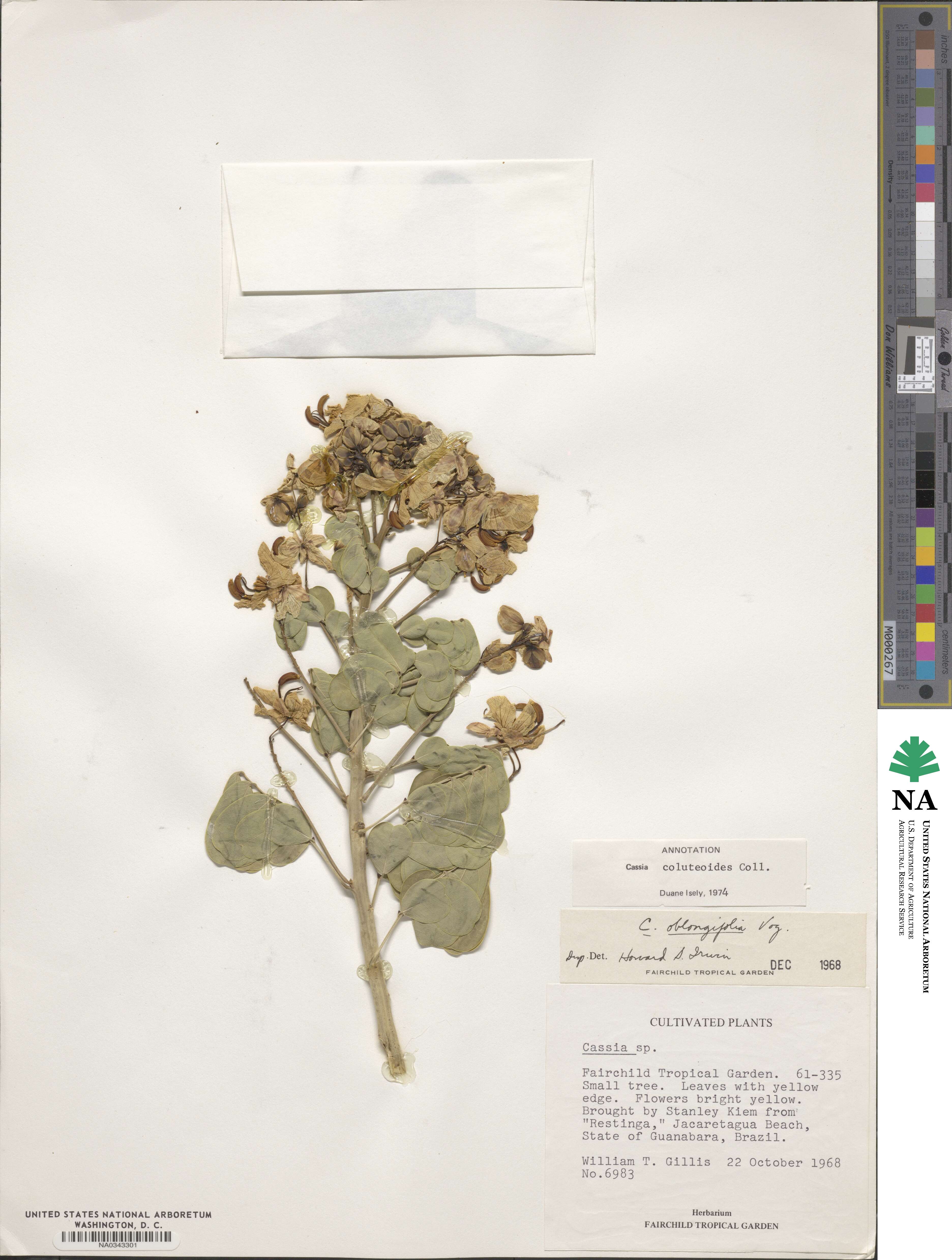 Senna pendula var. glabrata image