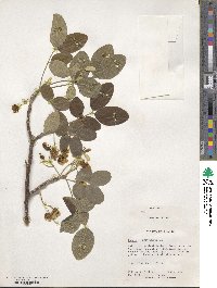 Cassia emarginata image