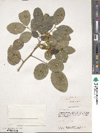 Cassia emarginata image