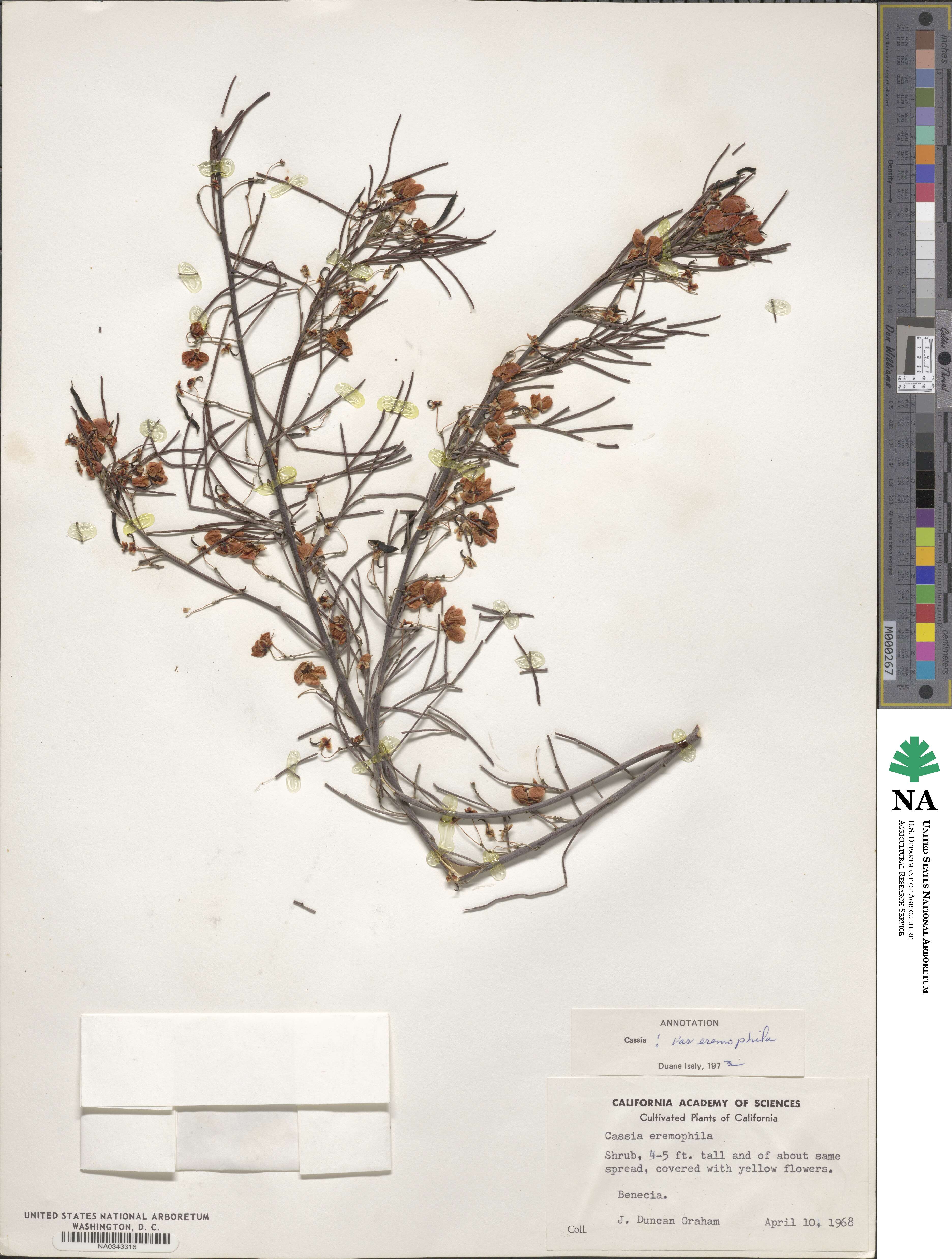 Cassia eremophila image