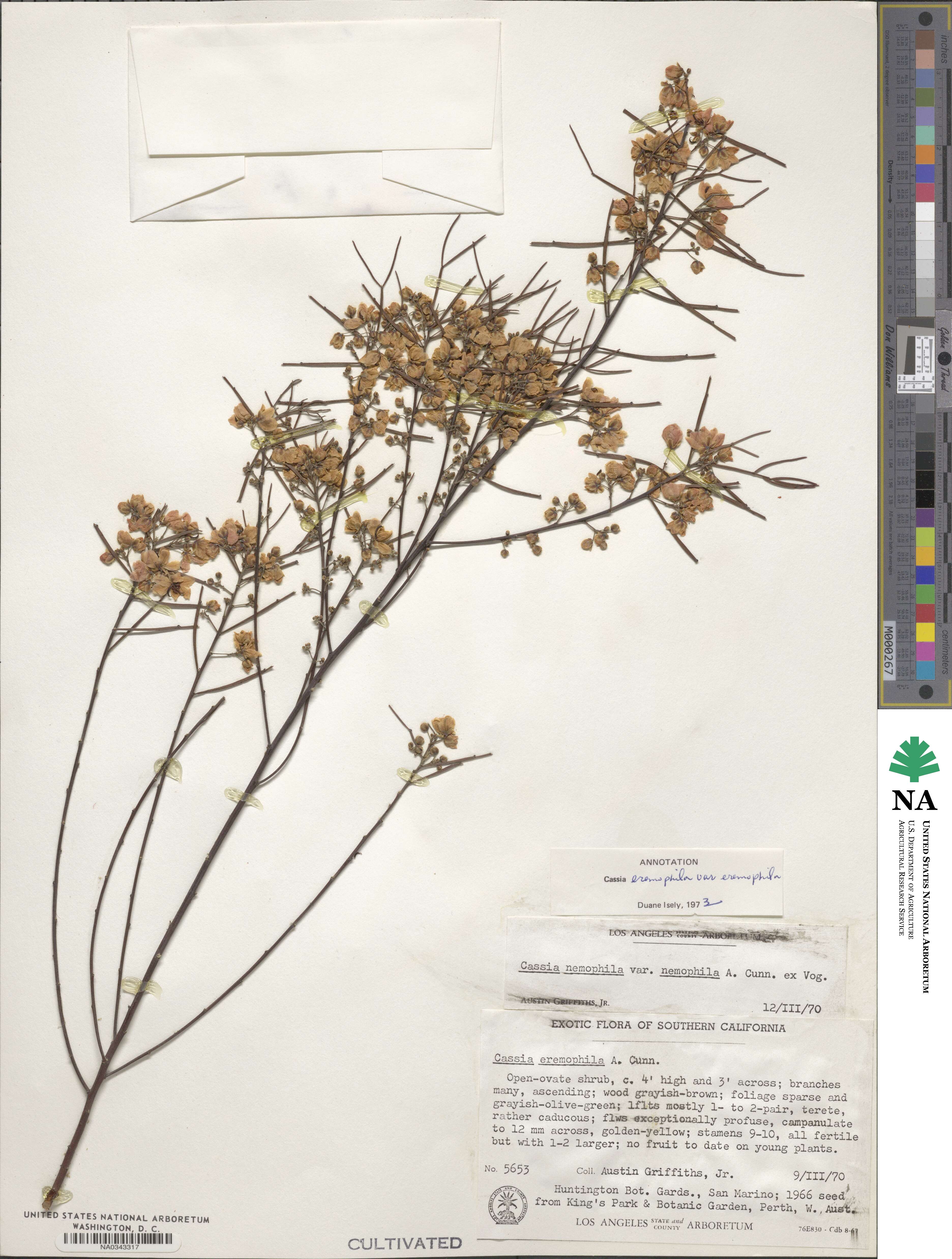 Cassia eremophila image
