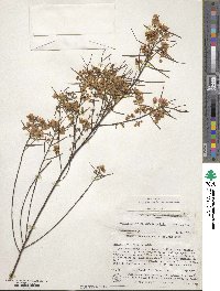 Cassia eremophila image