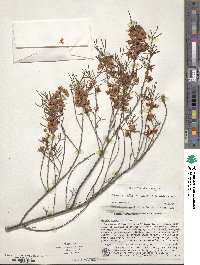 Cassia eremophila image