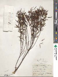 Cassia eremophila image