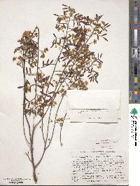 Cassia eremophila image