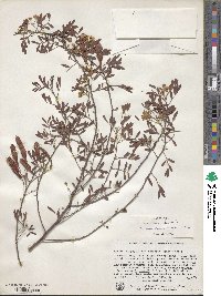 Cassia eremophila image