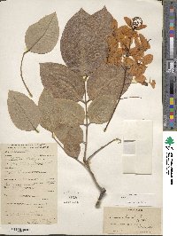 Cassia fistula image