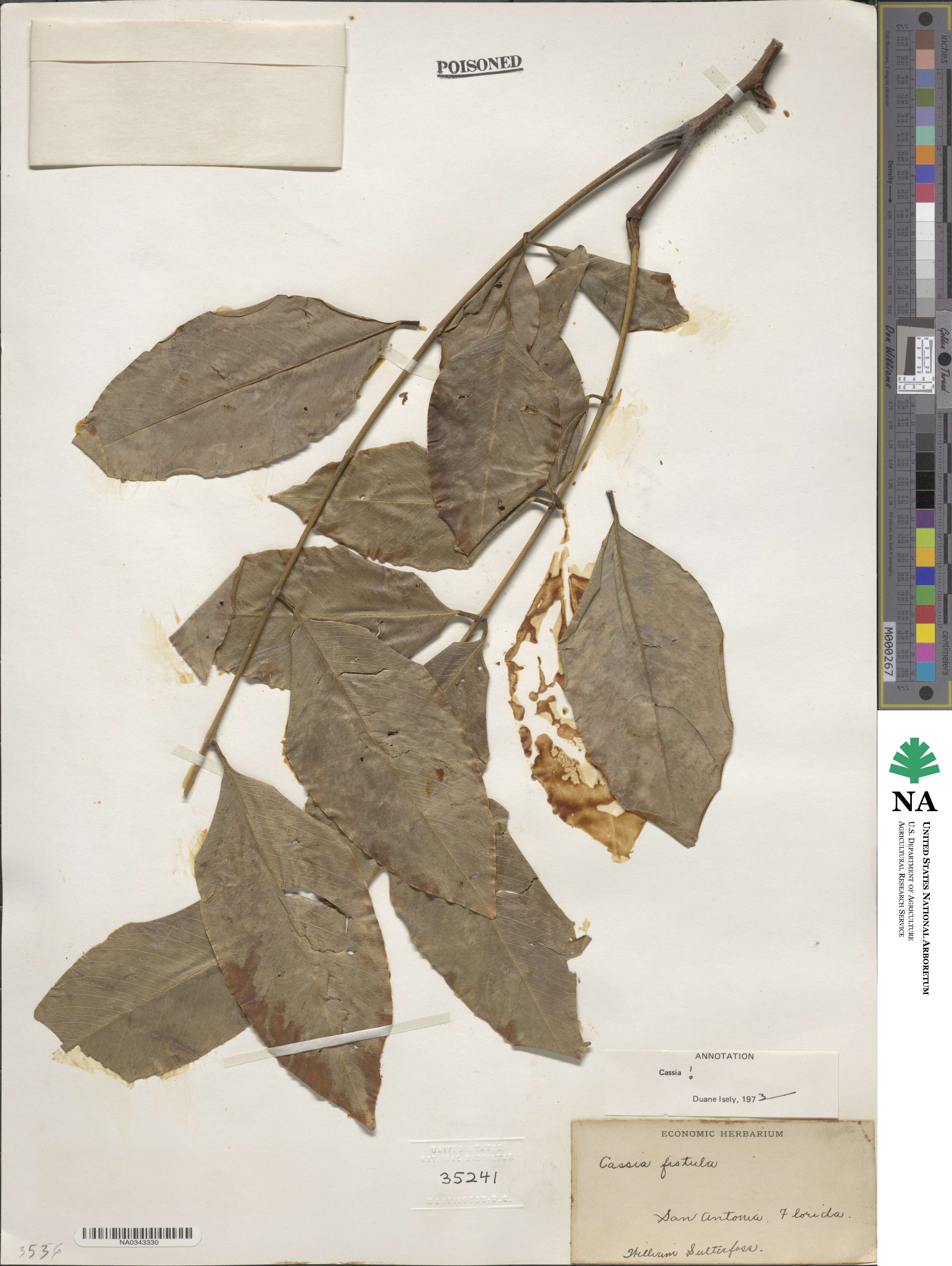Cassia fistula image
