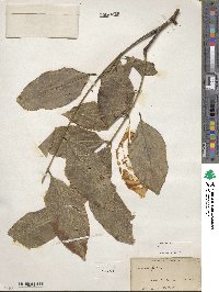 Cassia fistula image