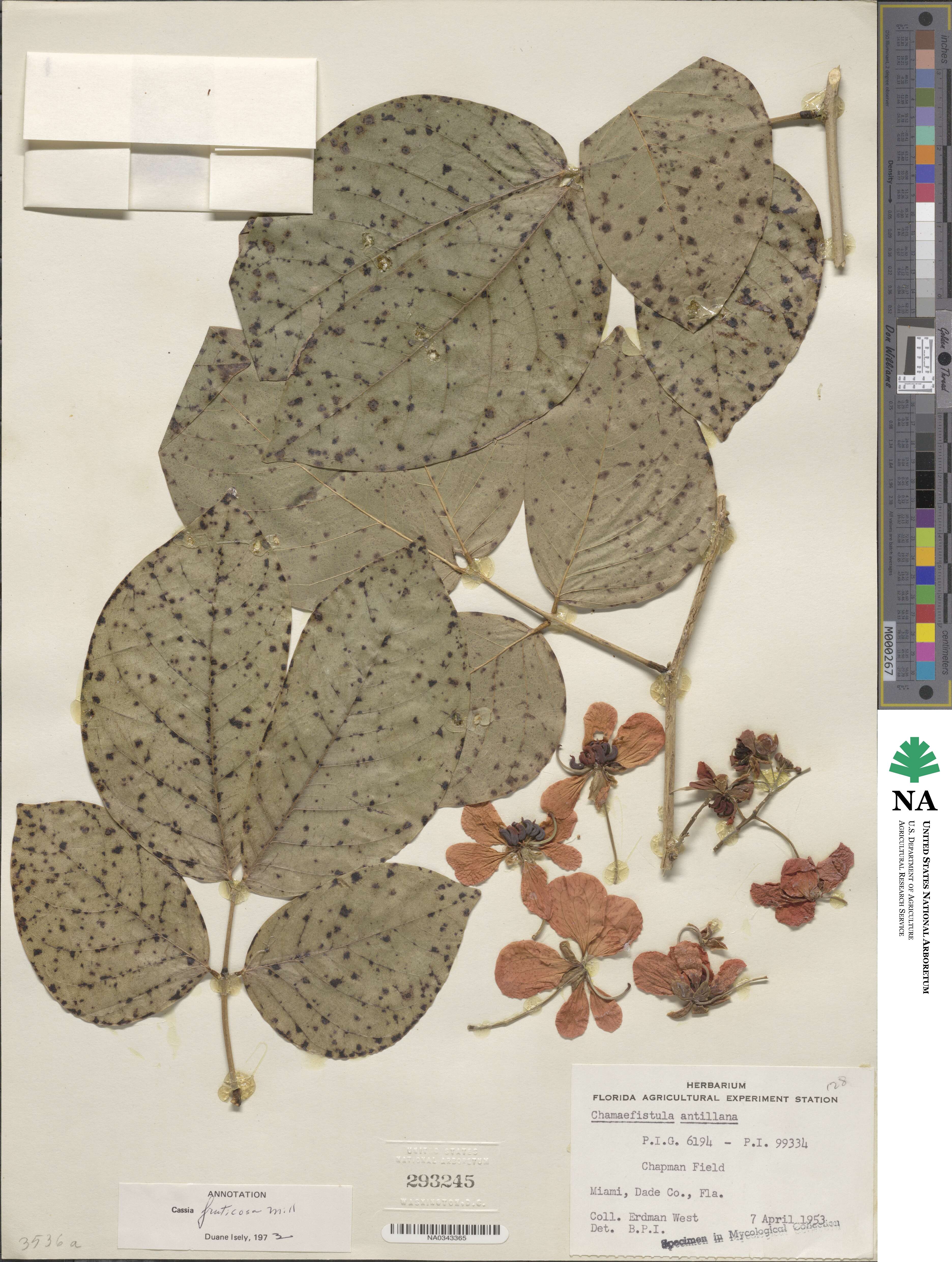 Senna fruticosa image
