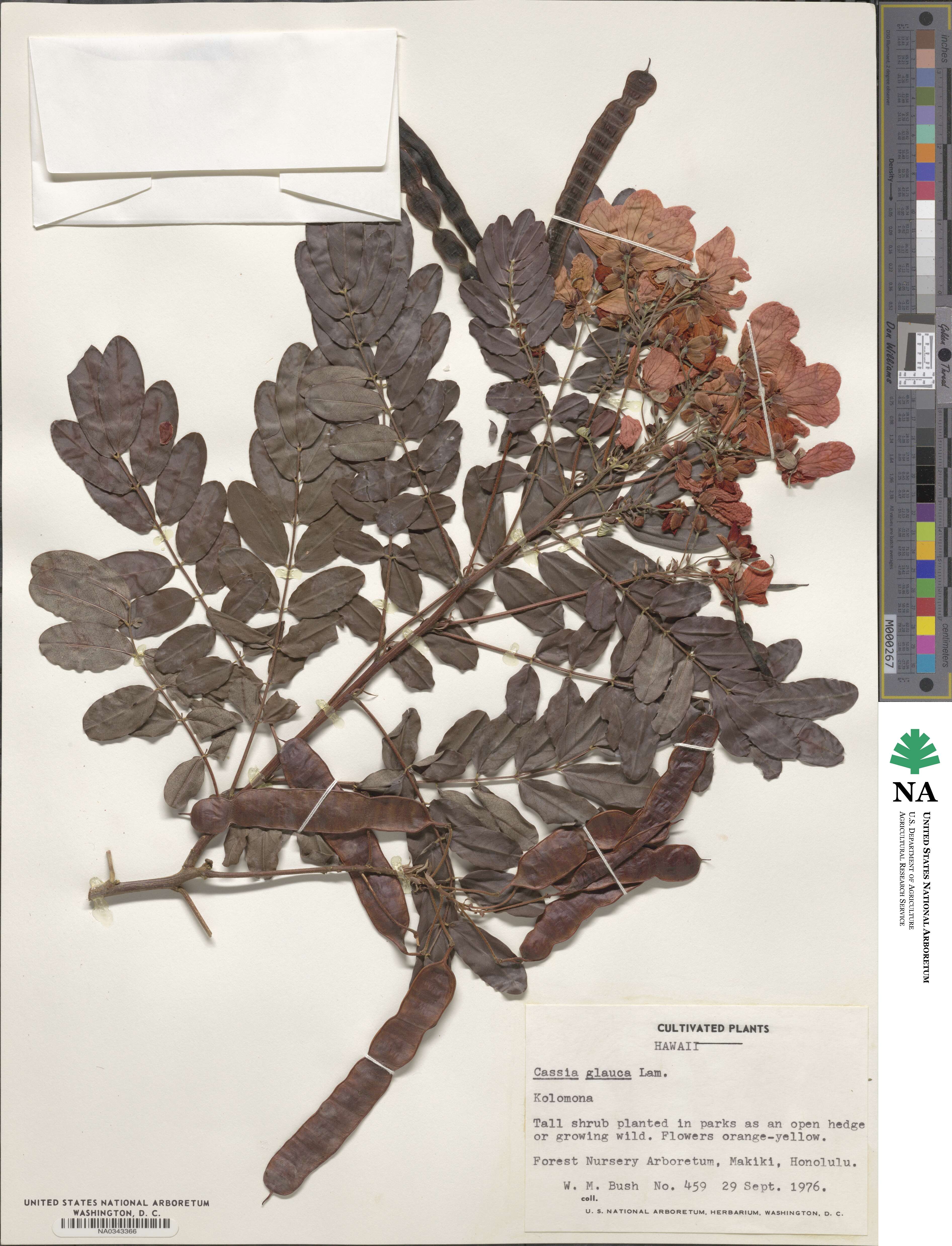 Senna sulfurea image