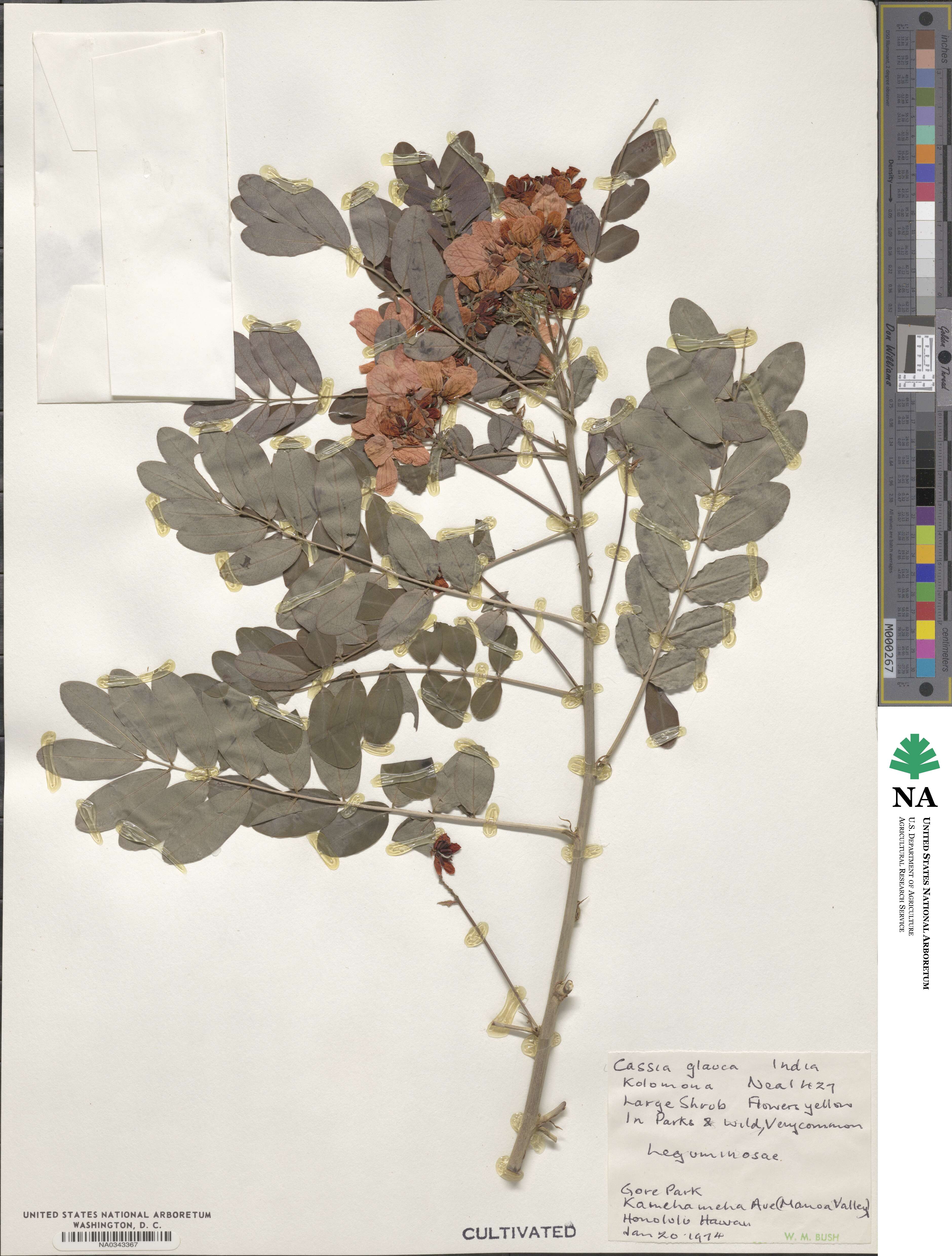 Senna sulfurea image