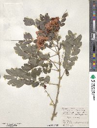 Senna sulfurea image