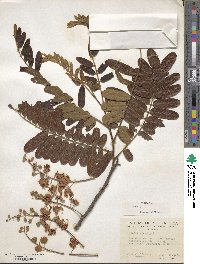 Cassia grandis image