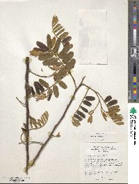 Cassia grandis image