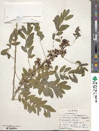 Senna hebecarpa image