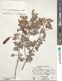 Senna artemisioides image