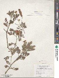 Senna artemisioides subsp. helmsii image