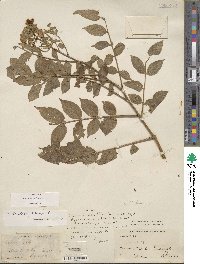 Cassia hirsuta image