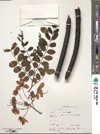 Cassia javanica image