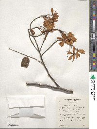 Cassia javanica image