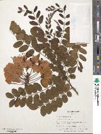 Cassia javanica image