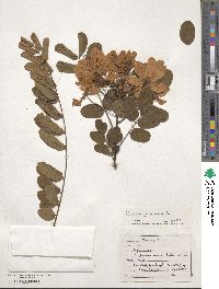 Cassia javanica image