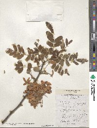 Cassia javanica image