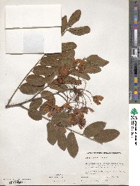 Cassia javanica image