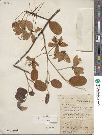 Cassia javanica image