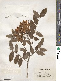 Cassia javanica image