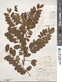 Cassia javanica image