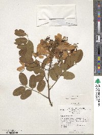 Cassia javanica image