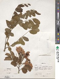 Cassia javanica image