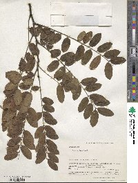 Cassia javanica image