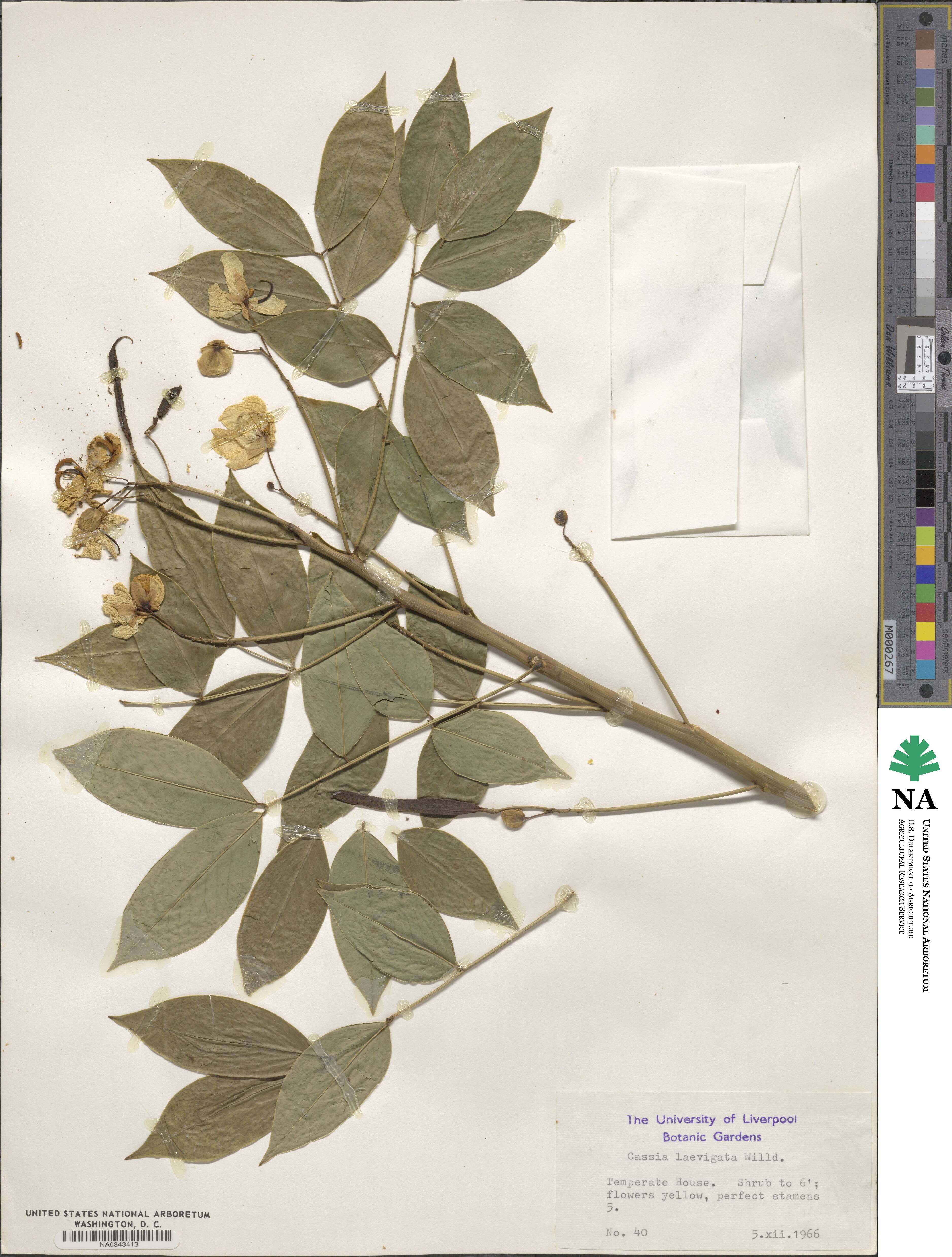 Senna septemtrionalis image