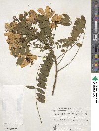 Cassia leptophylla image