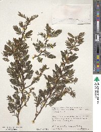 Chamaecrista leschenaultiana image