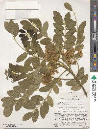 Senna racemosa image