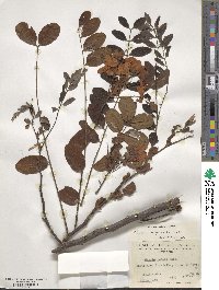 Cassia javanica image