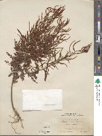 Chamaecrista mimosoides image