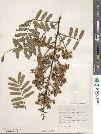 Senna timoriensis image