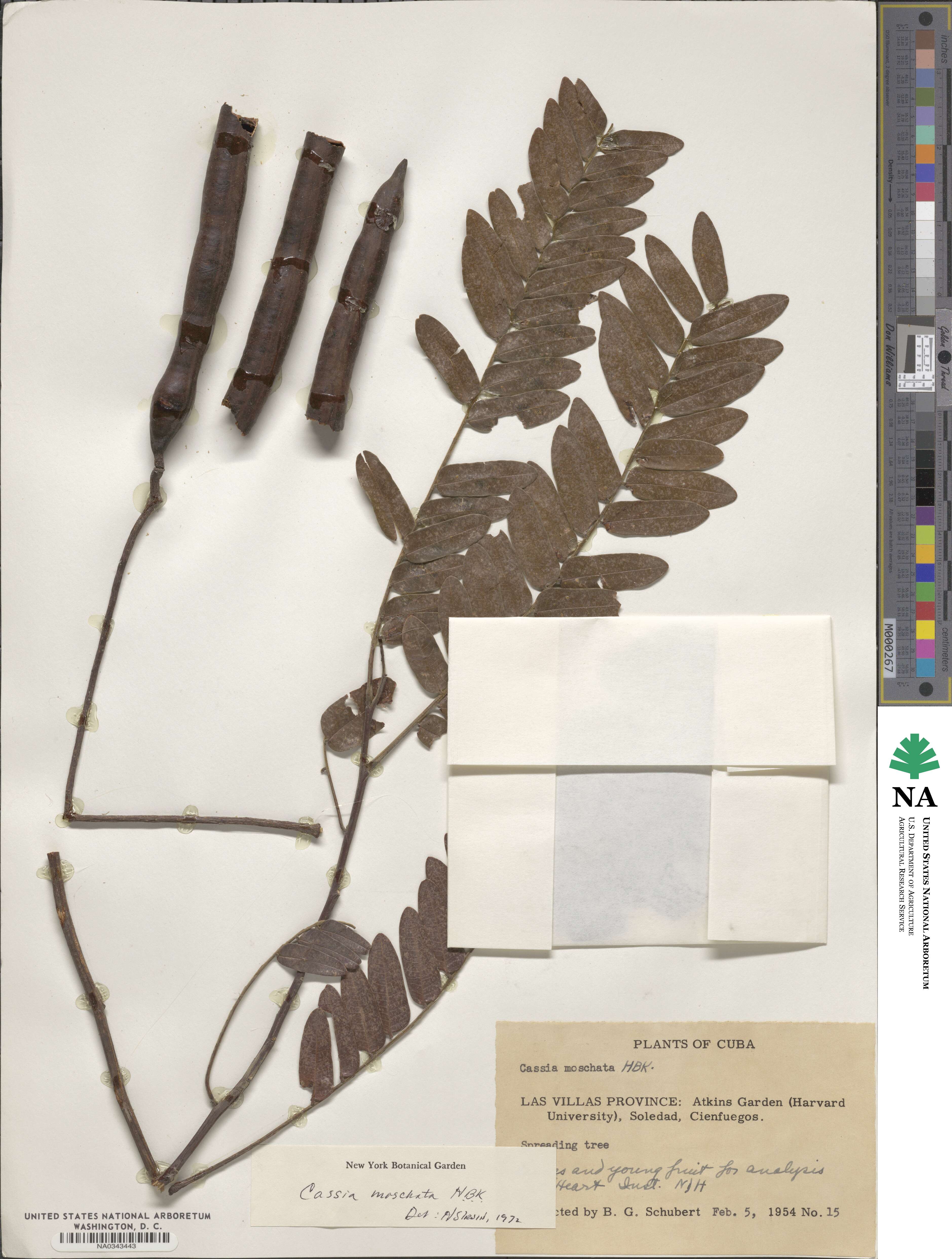 Cassia moschata image