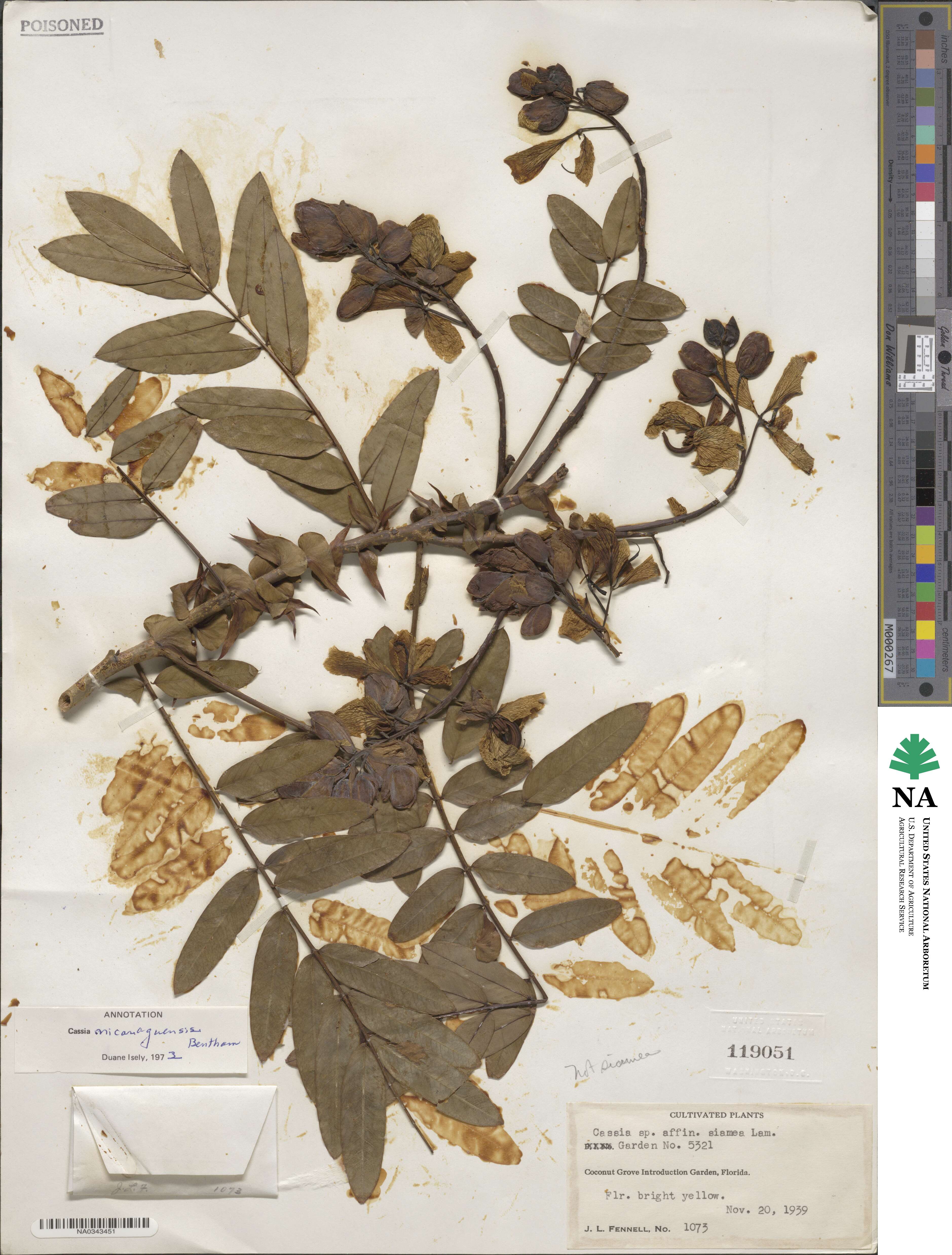 Senna nicaraguensis image