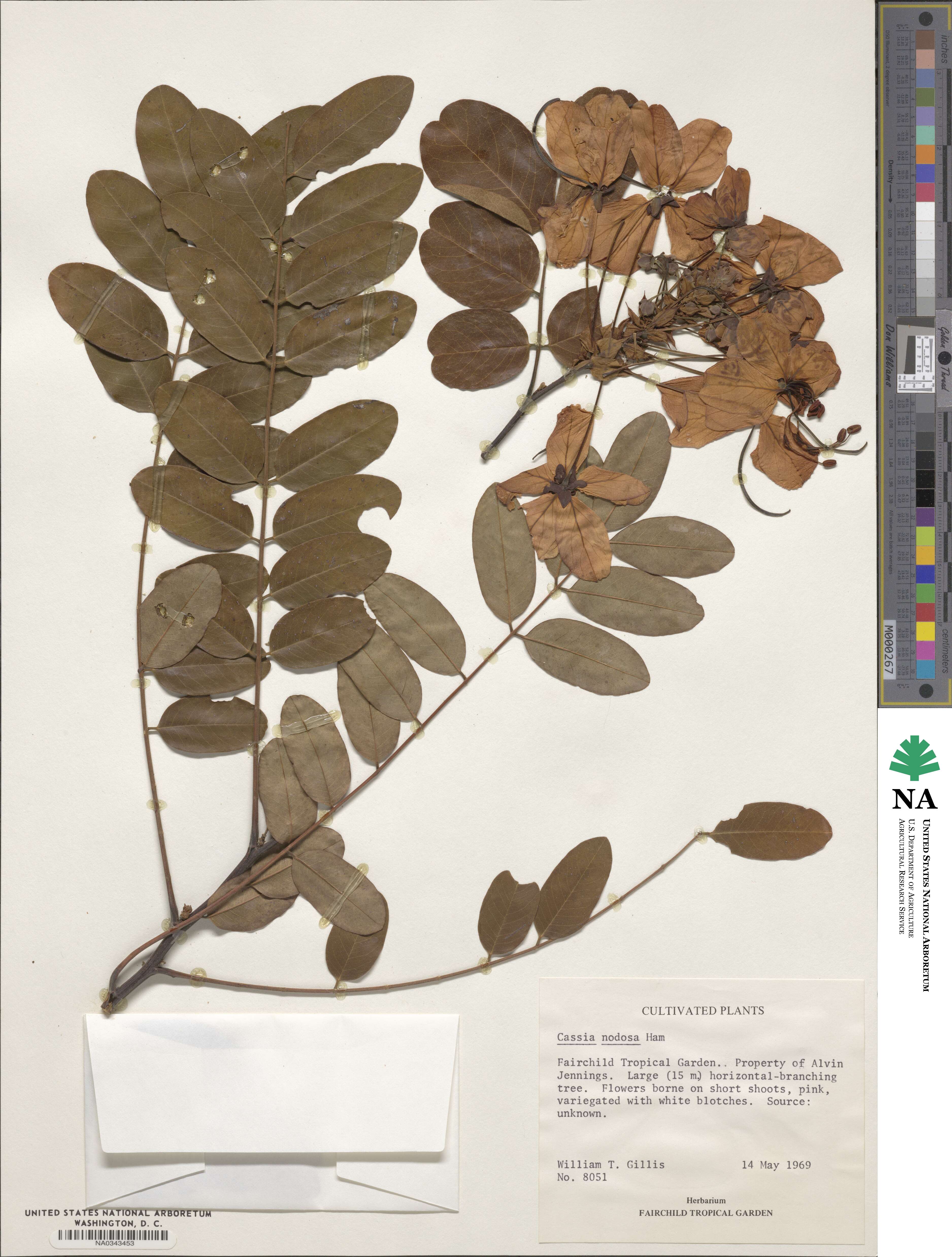 Cassia javanica subsp. agnes image