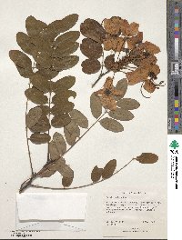 Cassia javanica image