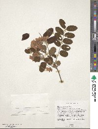 Cassia javanica subsp. agnes image