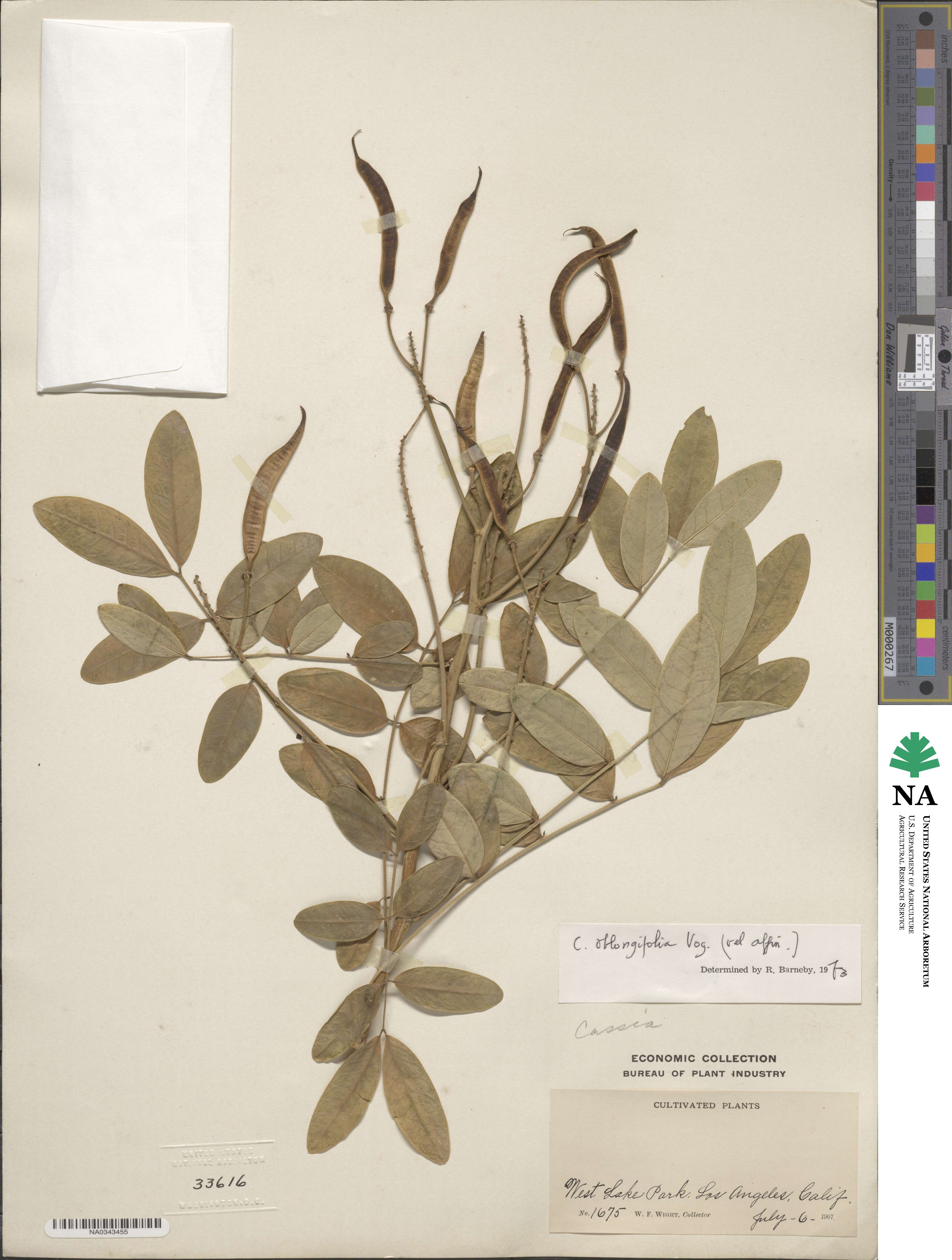 Senna oblongifolia image