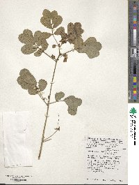 Senna obtusifolia image